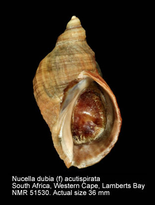 Nucella dubia (f) acutispirata.jpg - Nucella dubia (f) acutispirata (G.B.Sowerby,1921)